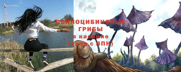 прущие грибы Абинск